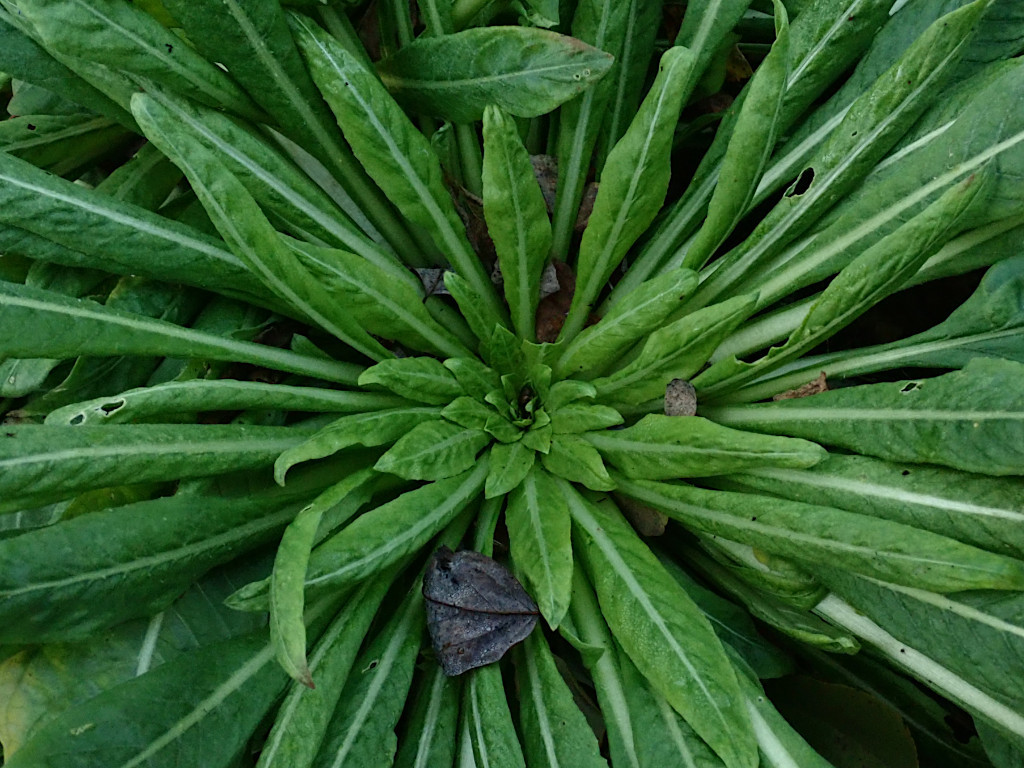 Oenothera spec.-b_11-2024.jpg