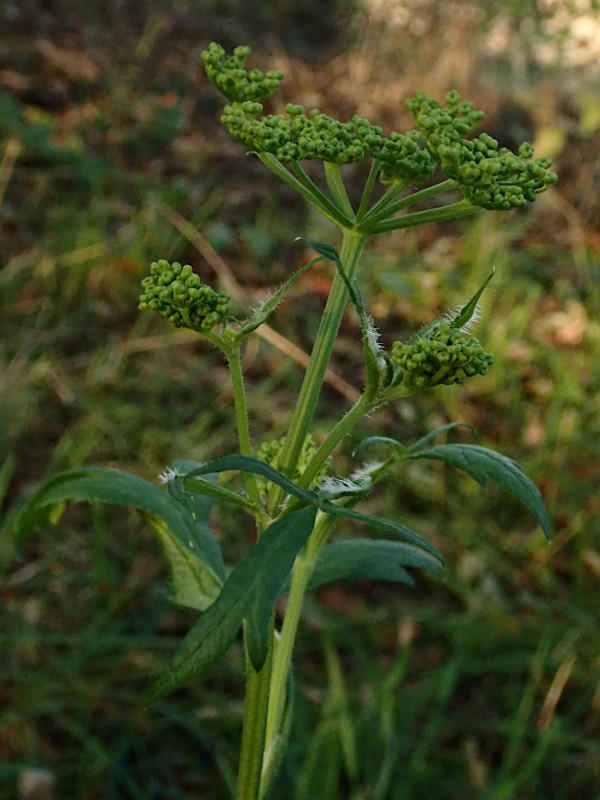 Pastinaca sativa-a_11-2024.jpg