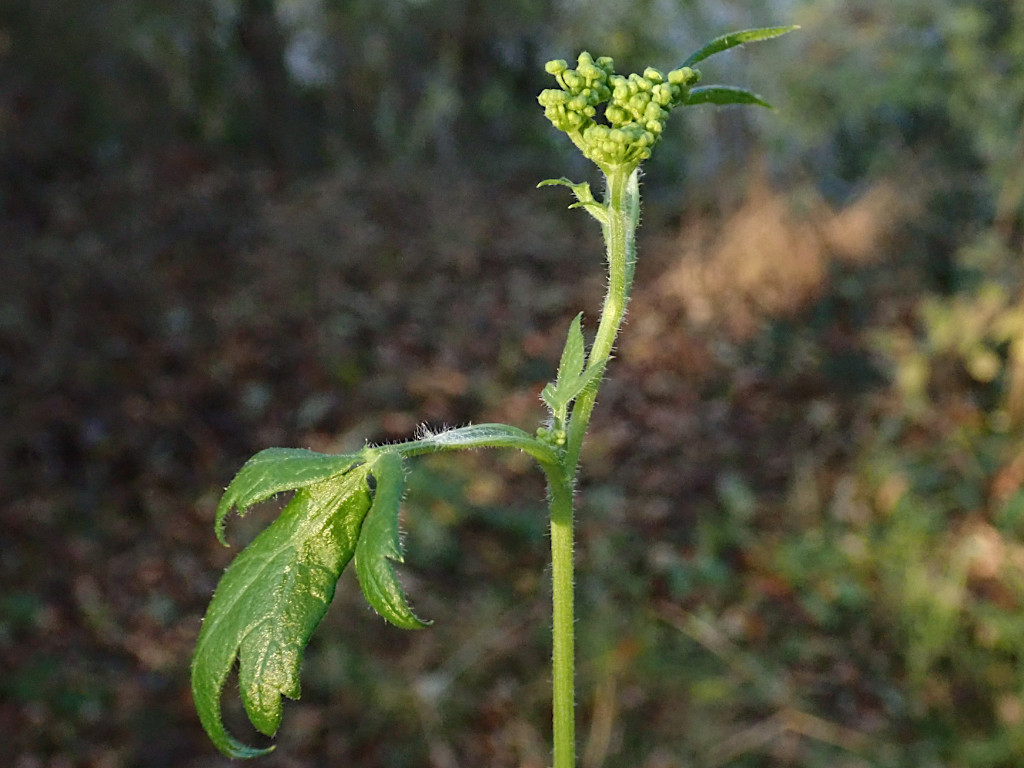 Pastinaca sativa-b_11-2024.jpg