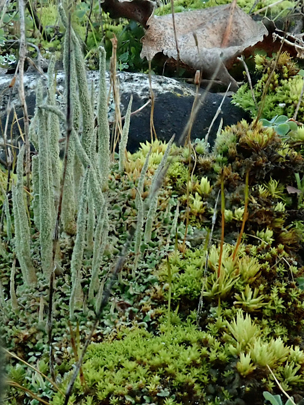 Cladonia-a_11-2024.jpg
