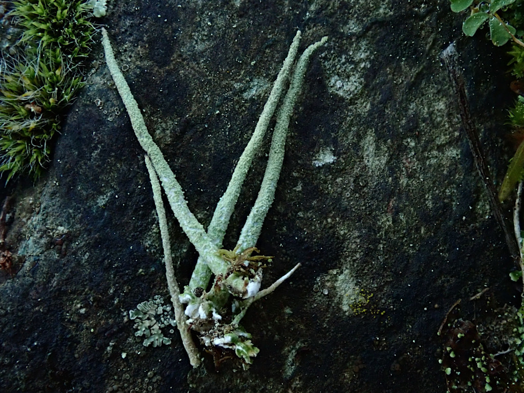Cladonia-b_11-2024.jpg