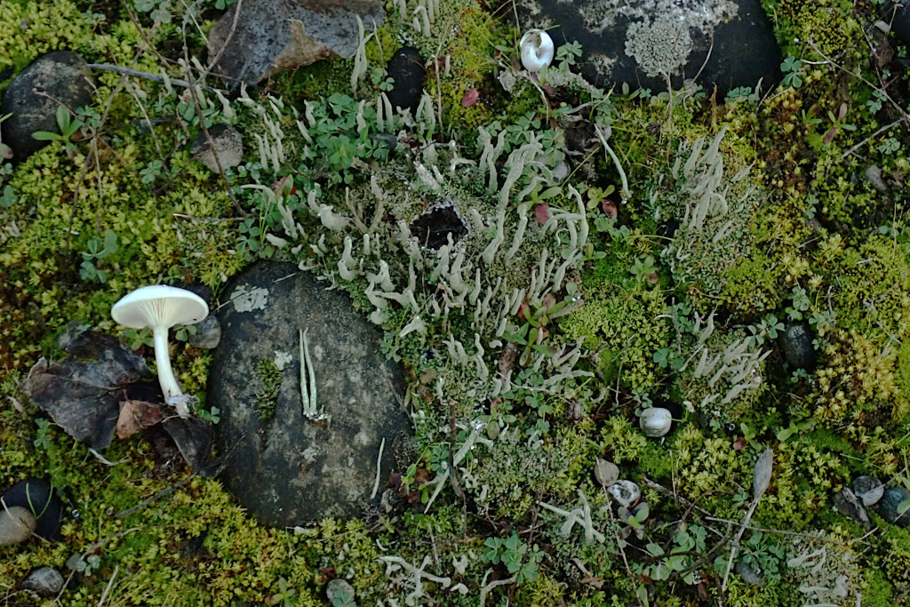 Cladonia im Kiesbiotop_11-2024.JPG