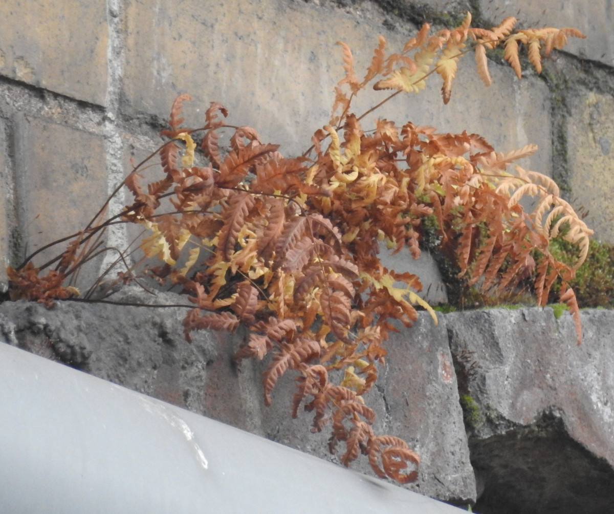 DSCN6815.JPG