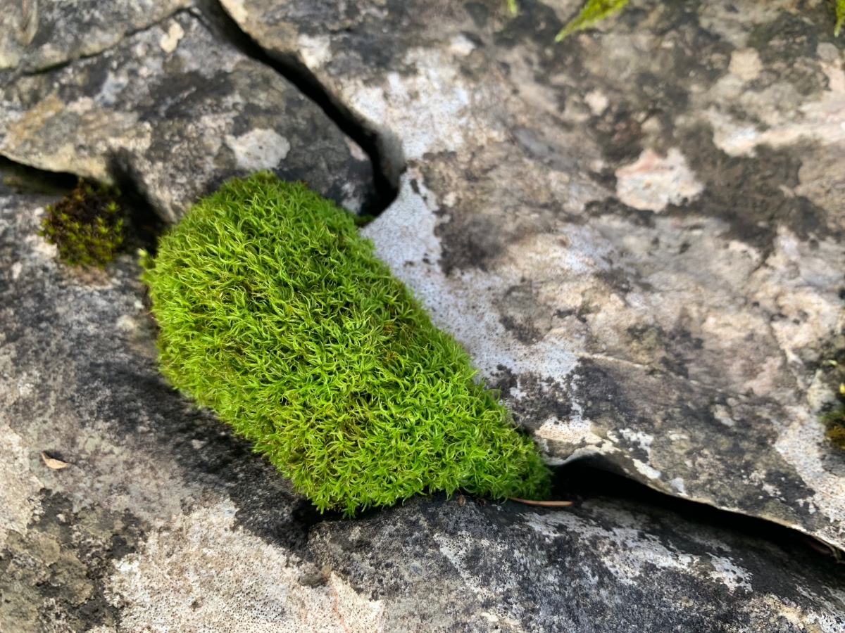 07EA6772-79C2-4C4D-8169-A32D8A8E0B24.jpeg