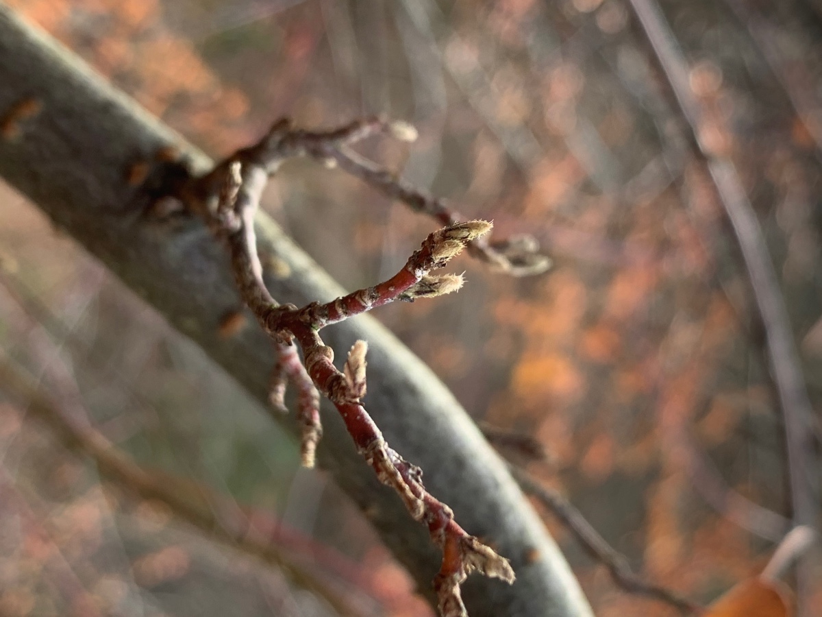 FE4967D0-DE9D-4275-84EC-567BFB12CE3A.jpeg