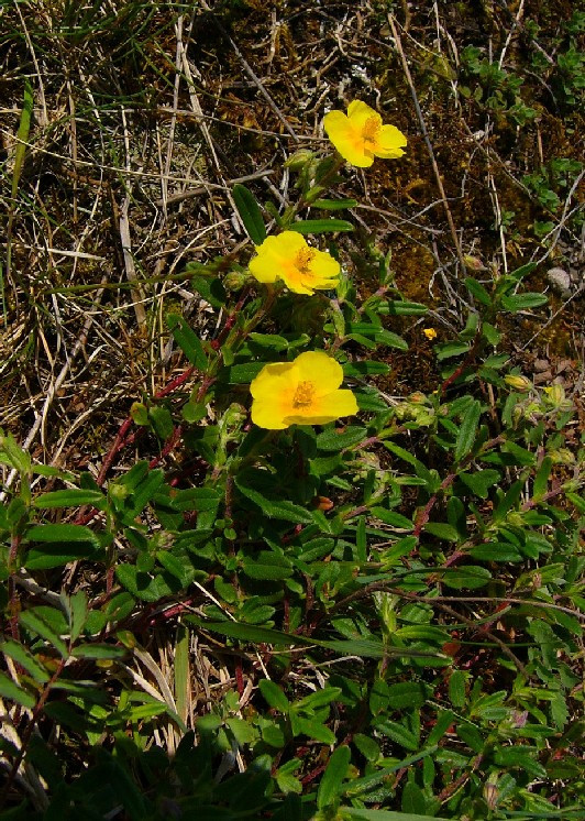 P1050706_3.jpg