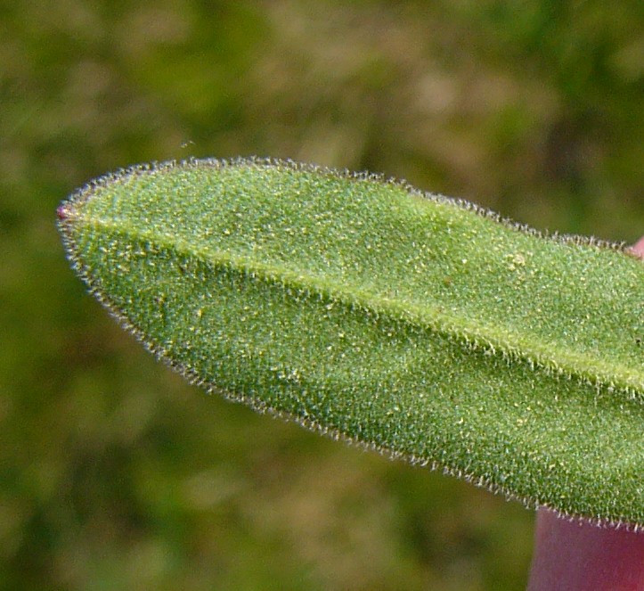 P1050704_1.jpg