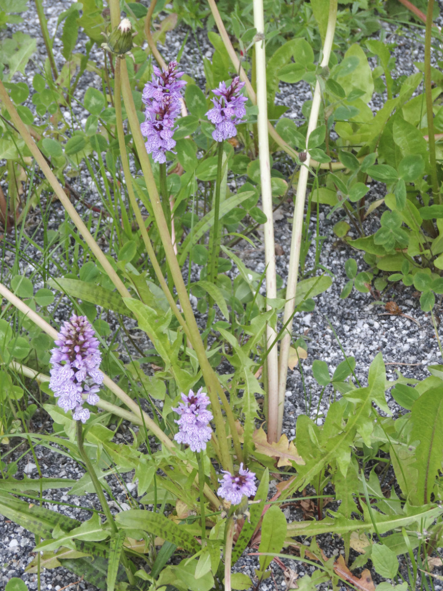 Dactylorhiza_Standort 1_Bild2.jpg
