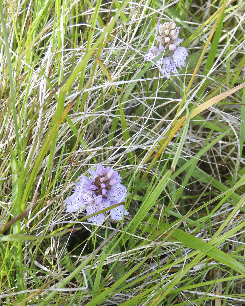Dactylorhiza_Standort 2_Bild1.jpg