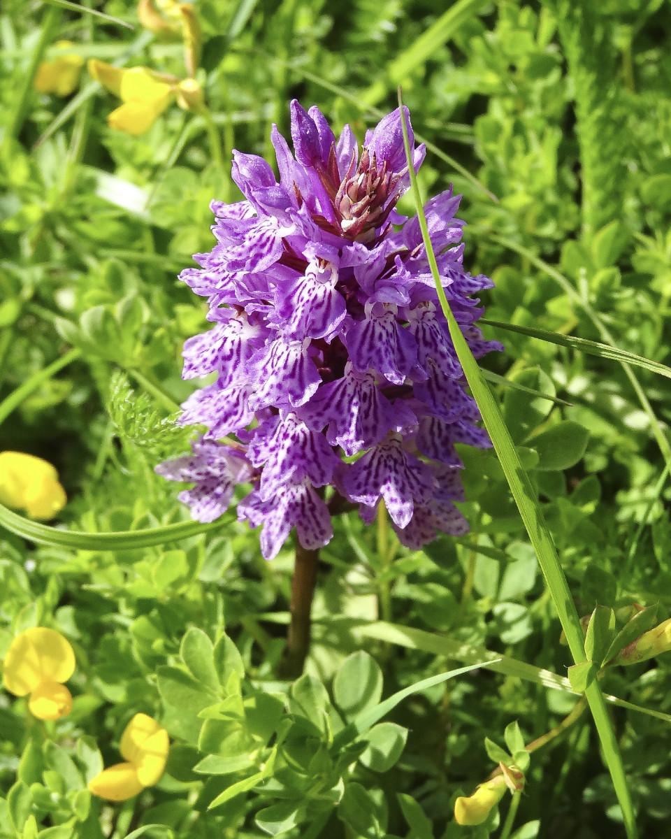 Dactylorhiza_Standort 3_Bild1.jpg
