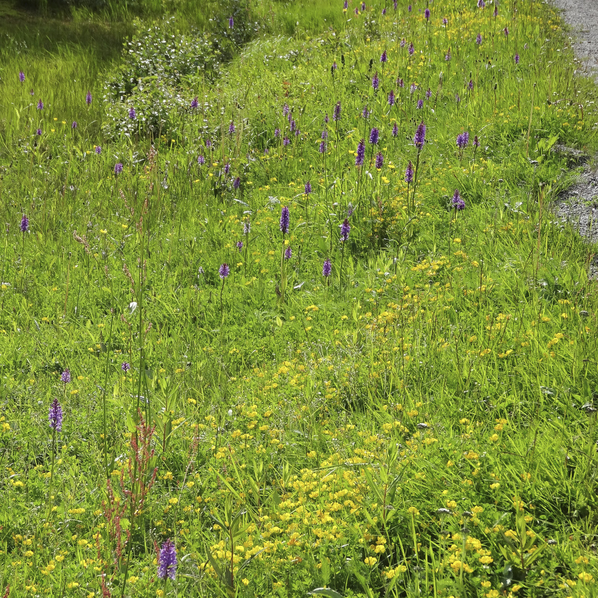 Dactylorhiza_Standort 3_Bild2.jpg
