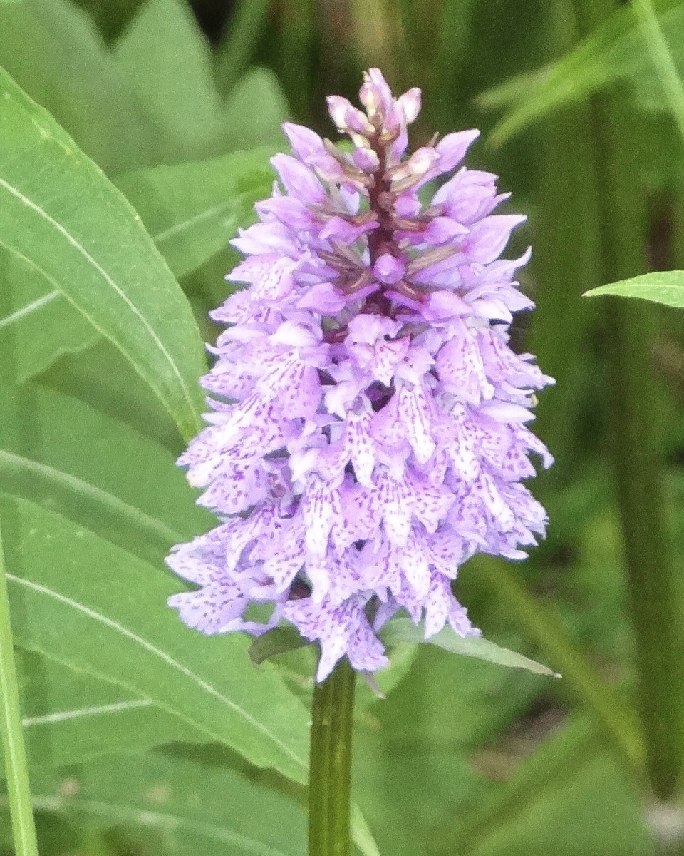 Dactylorhiza_Standort 4_Bild1.jpg