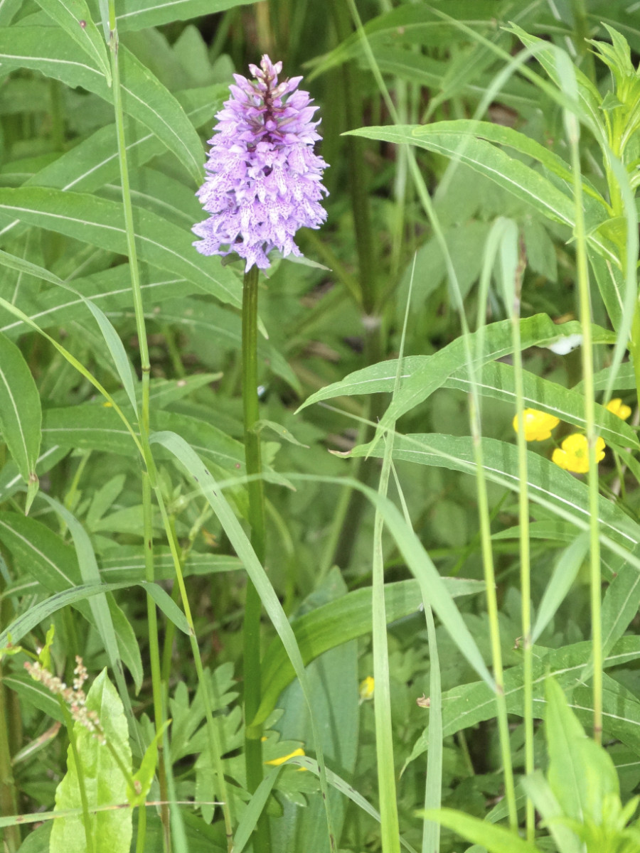 Dactylorhiza_Standort 4_Bild2.jpg