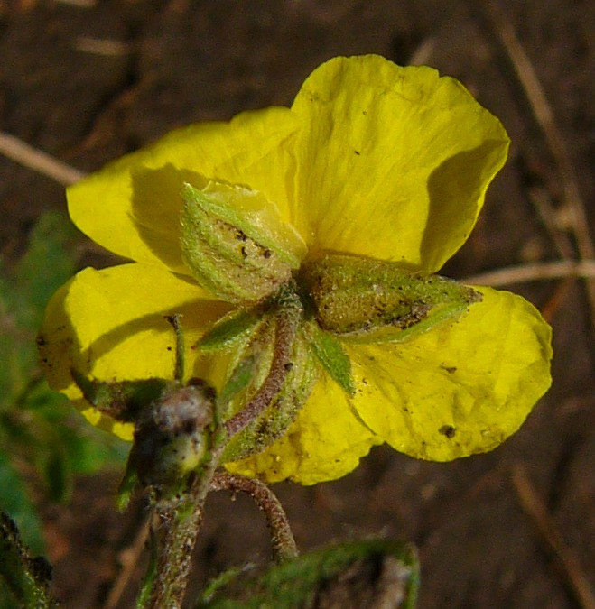 P1050689_c.jpg