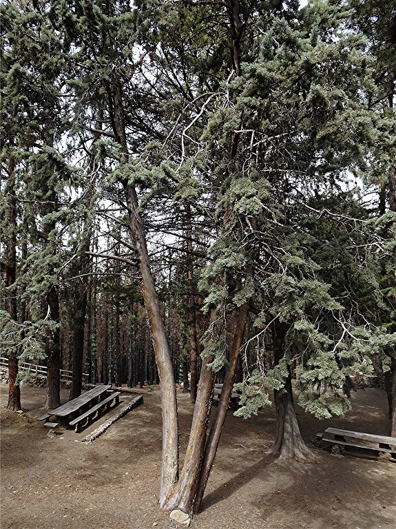 DSC00594 Ausschnitt, Schärfe, klein.jpg