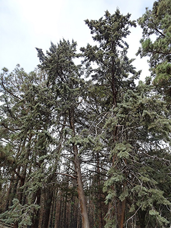 DSC00595 Schärfe, klein.jpg