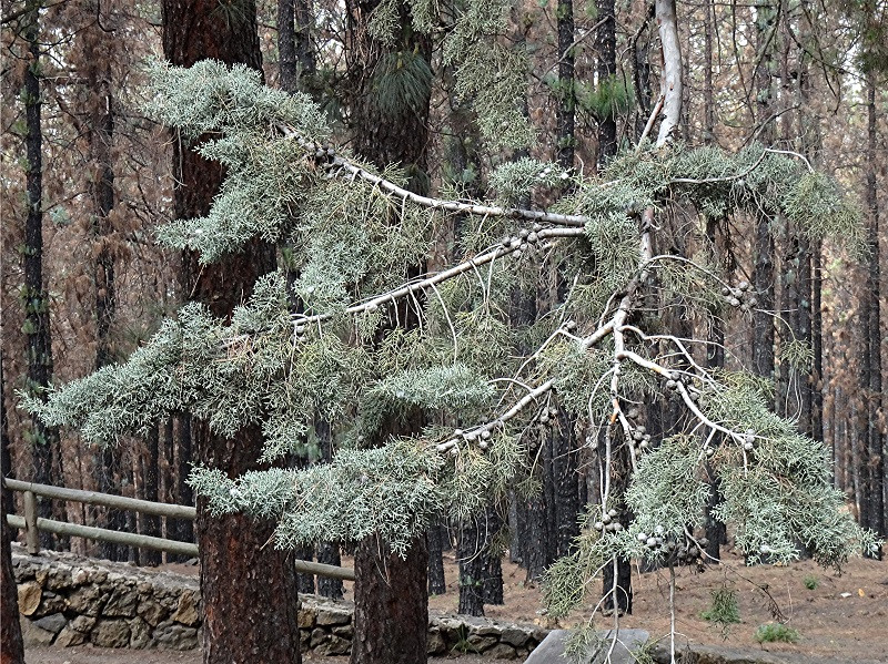 DSC00596 Ausschnitt, Schärfe, klein.jpg