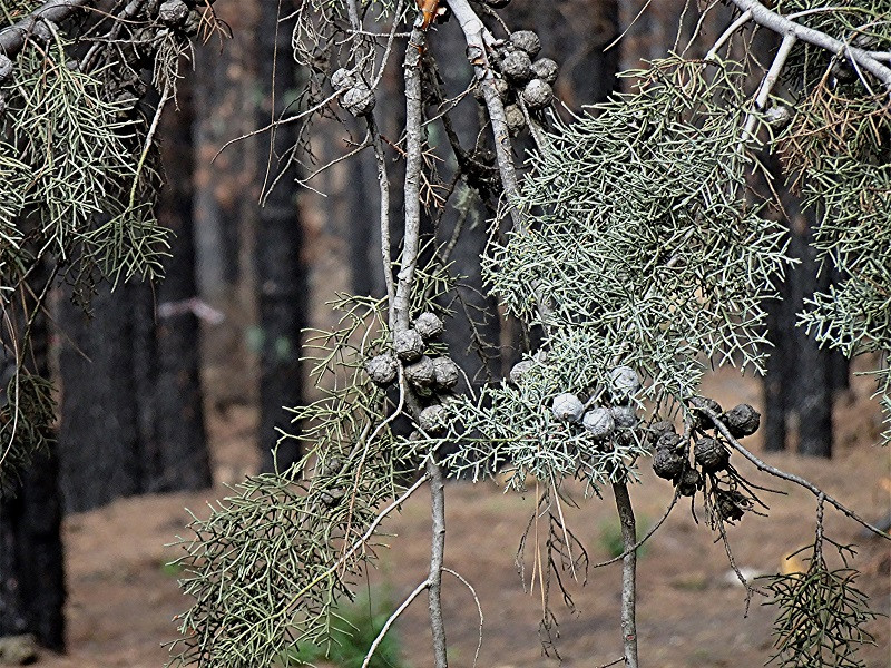 DSC00597 Helligkeit, Schärfe, klein.jpg