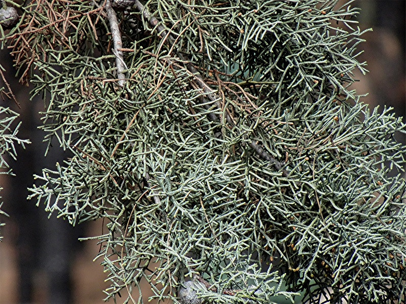 DSC00598 Helligkeit, Schärfe, klein.jpg