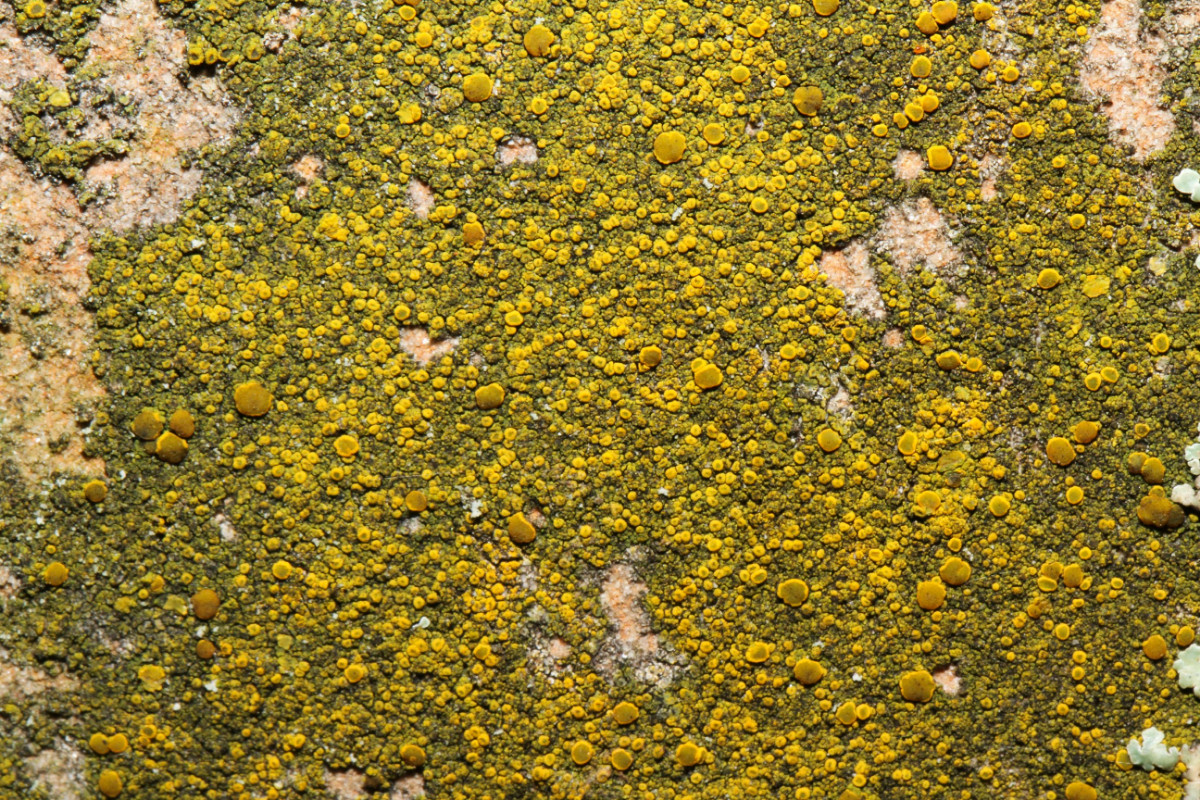 k-Candelariella vitellina_01.JPG