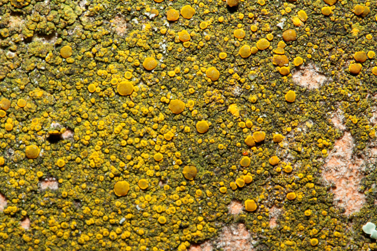 k-Candelariella vitellina_02.JPG