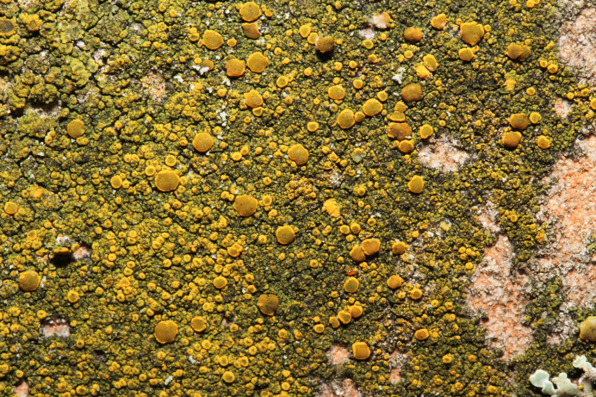 k-Candelariella vitellina_03.JPG