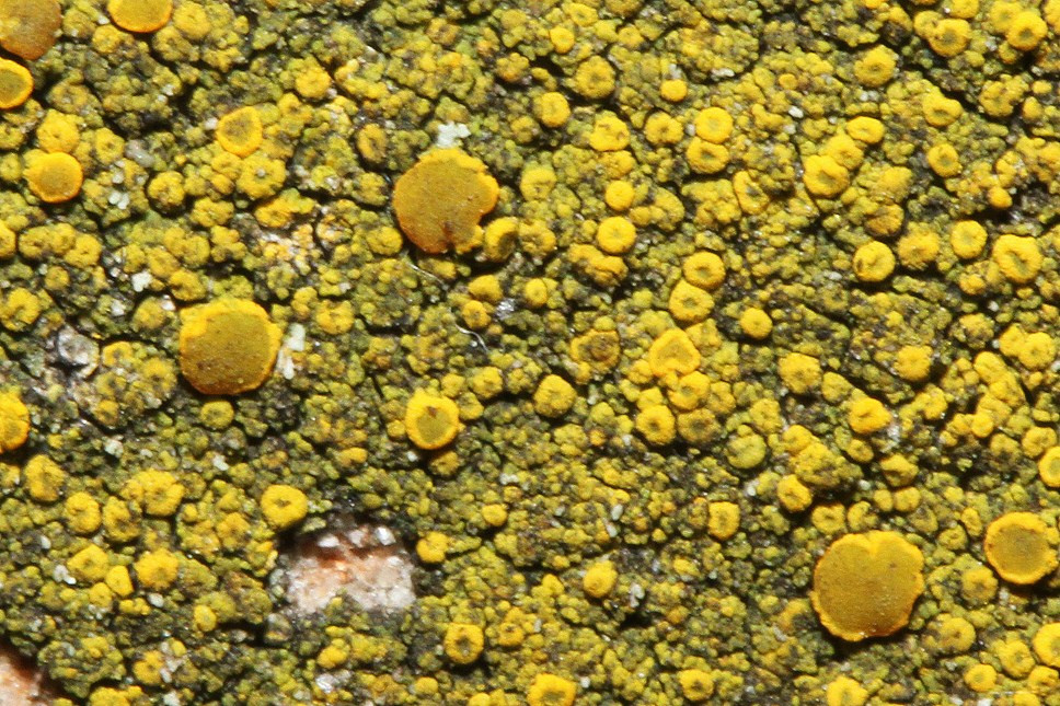 k-Candelariella vitellina_05.jpg