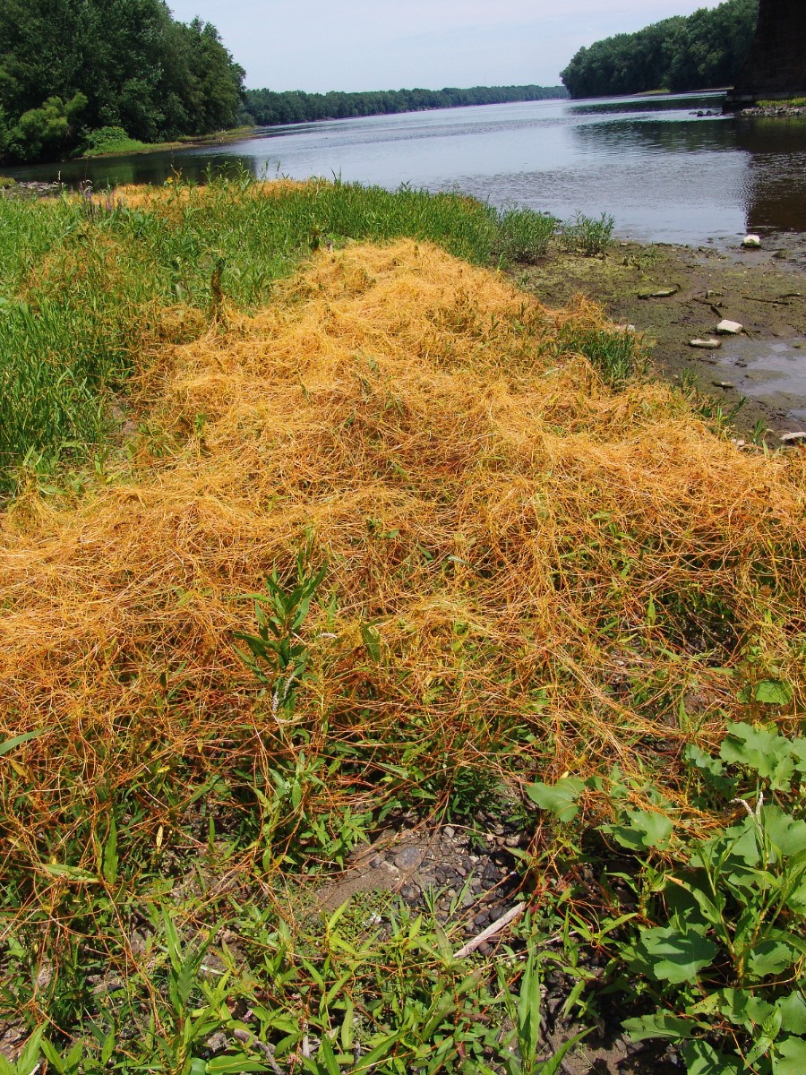 Cuscuta gronovii SusquehannaRiver Lewisburg G1.jpg