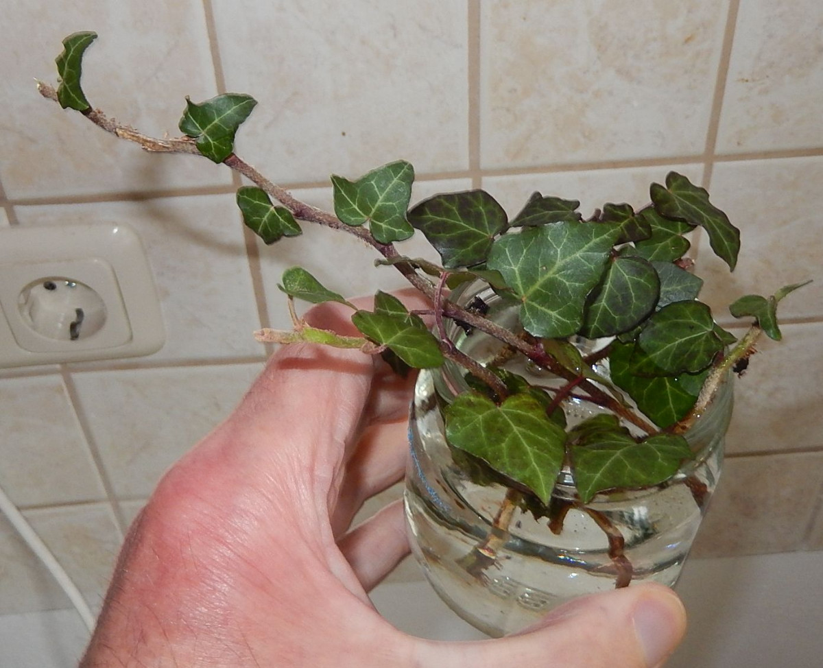 DSCN6107.JPG