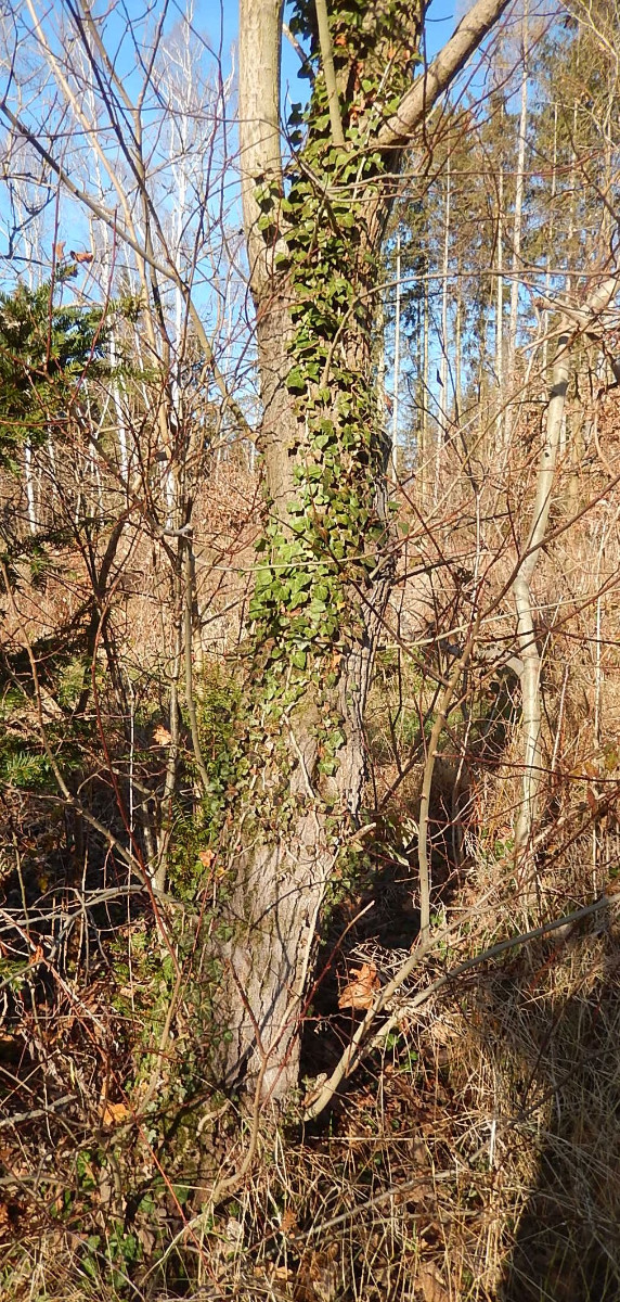DSCN6102.jpg