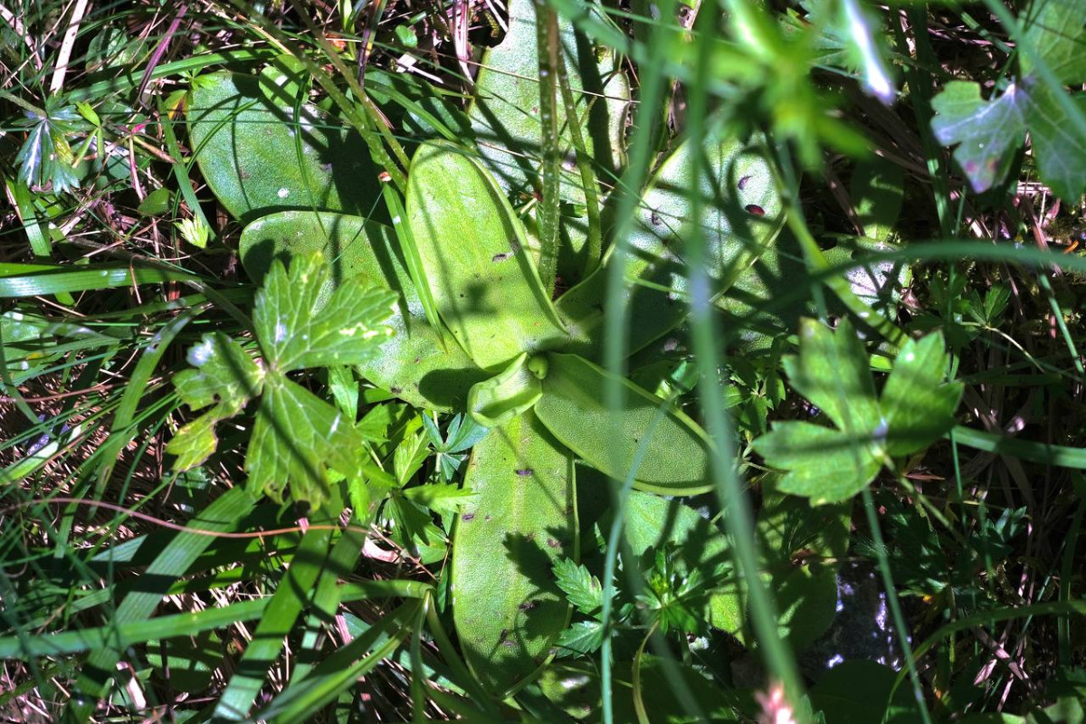 Pinguicula vulgaris.jpg