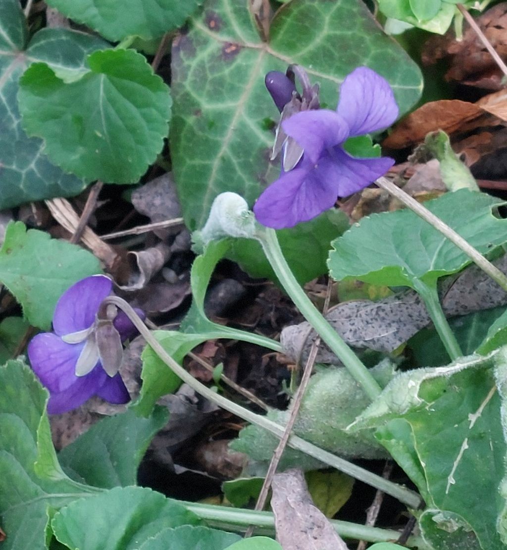 2024-12-06_Viola odorata 2_Augsburg.jpg