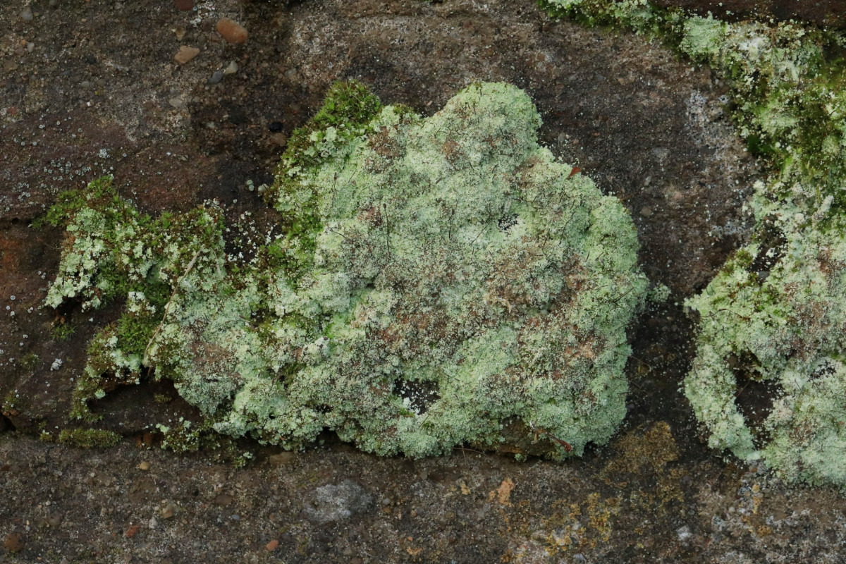 k-Lepraria_01.JPG