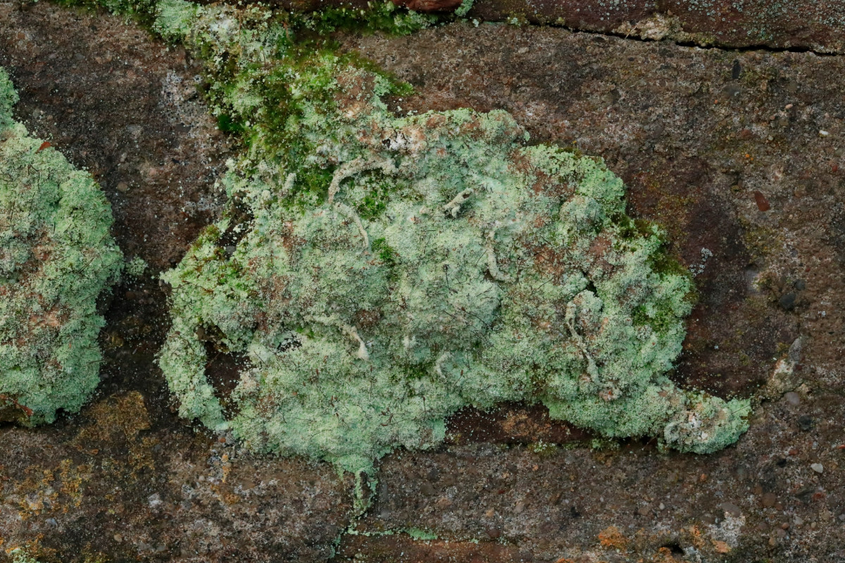 k-Lepraria_02.JPG