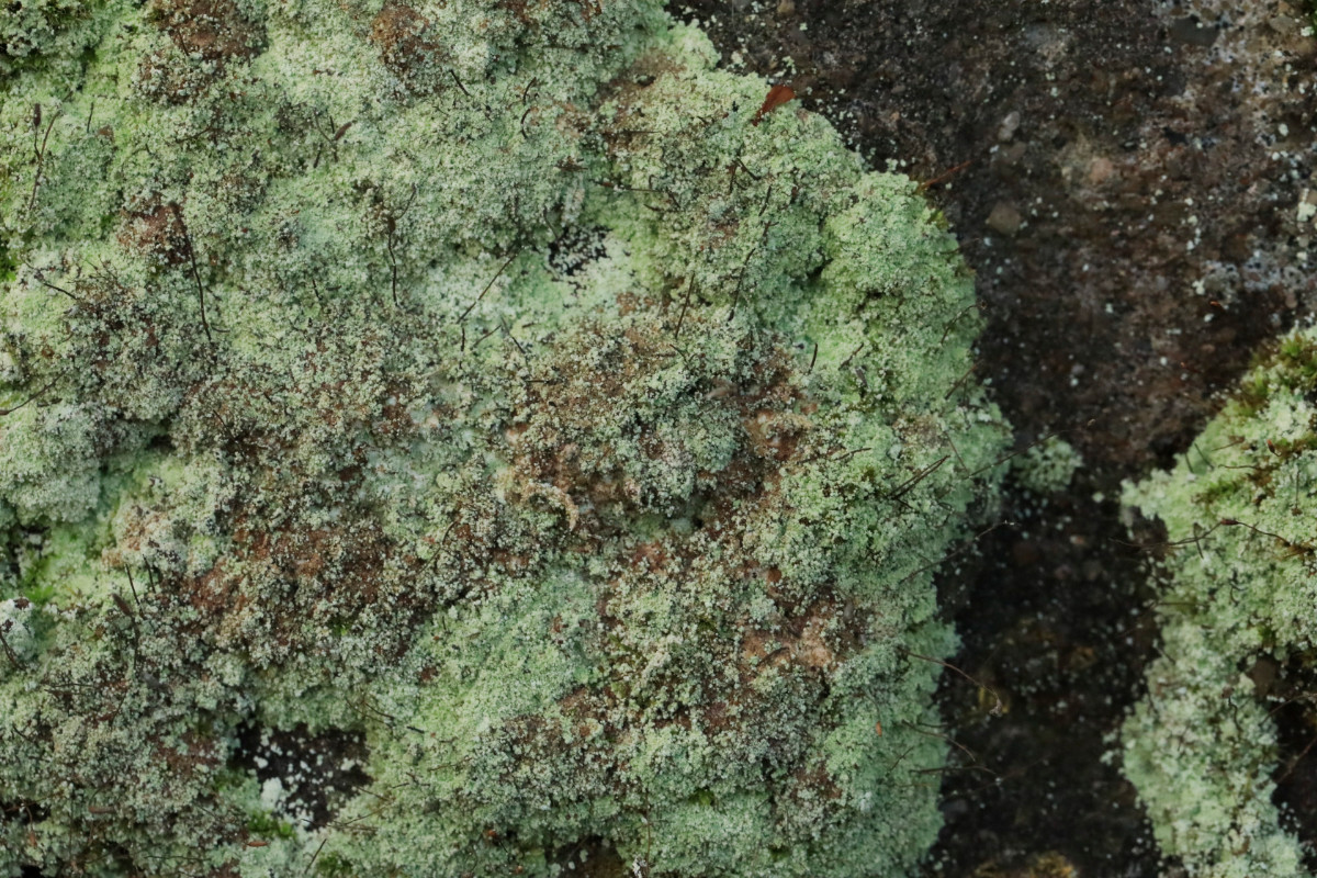 k-Lepraria_04.JPG