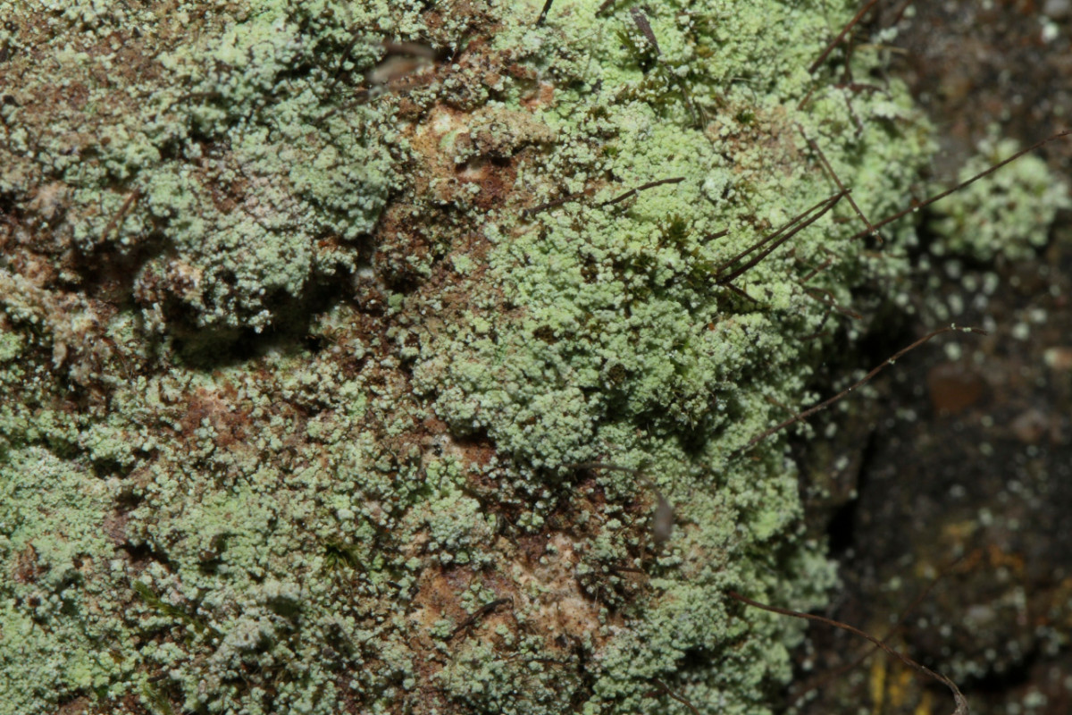 k-Lepraria_05.JPG