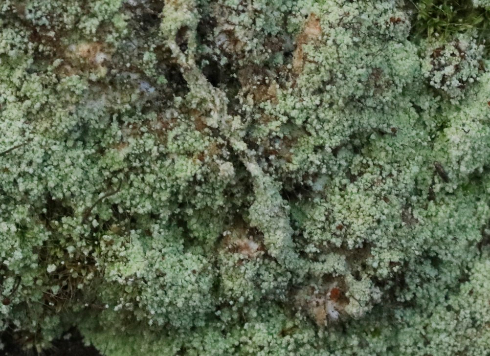 k-Lepraria_06.JPG