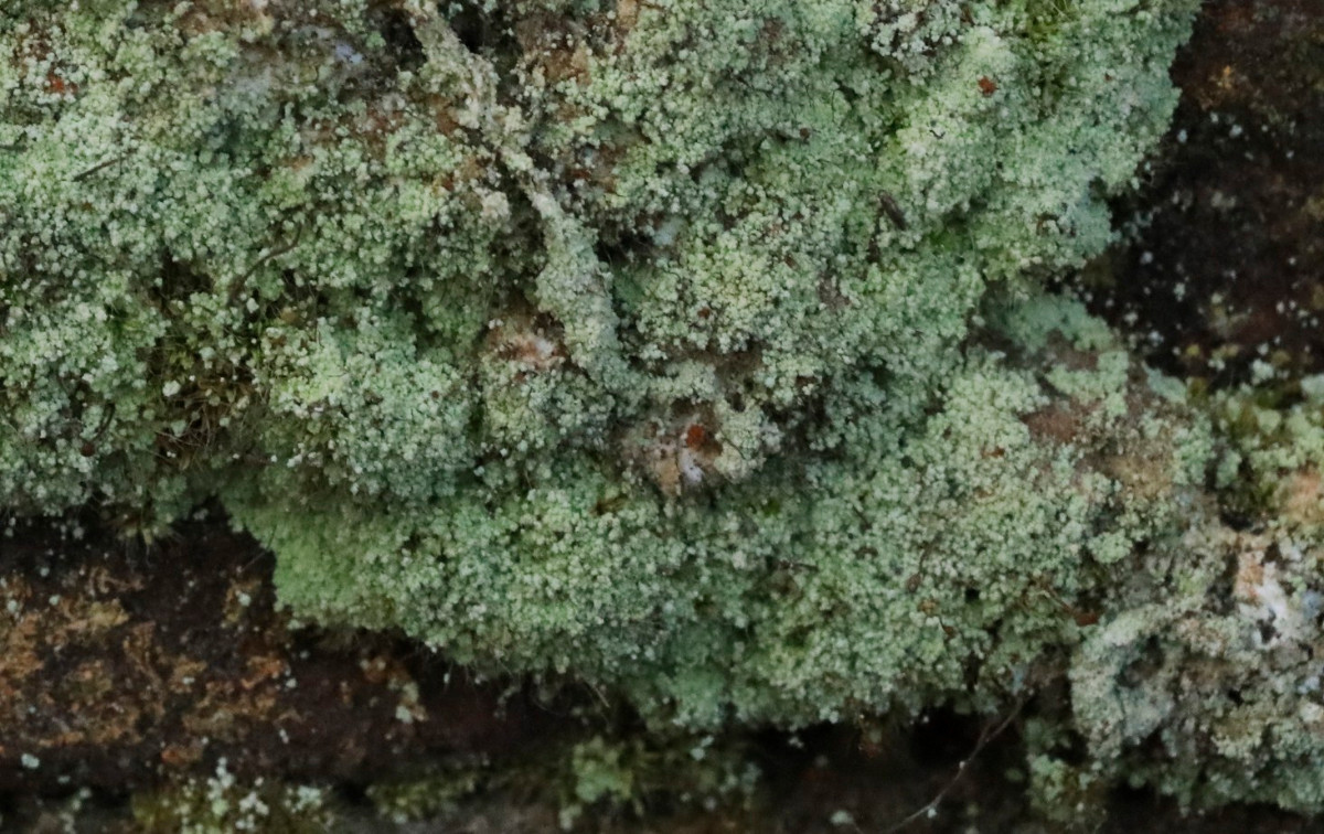 k-Lepraria_07.JPG