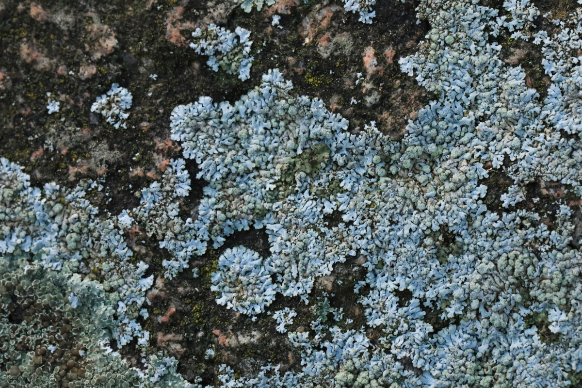 k-Physcia caesia_01.JPG