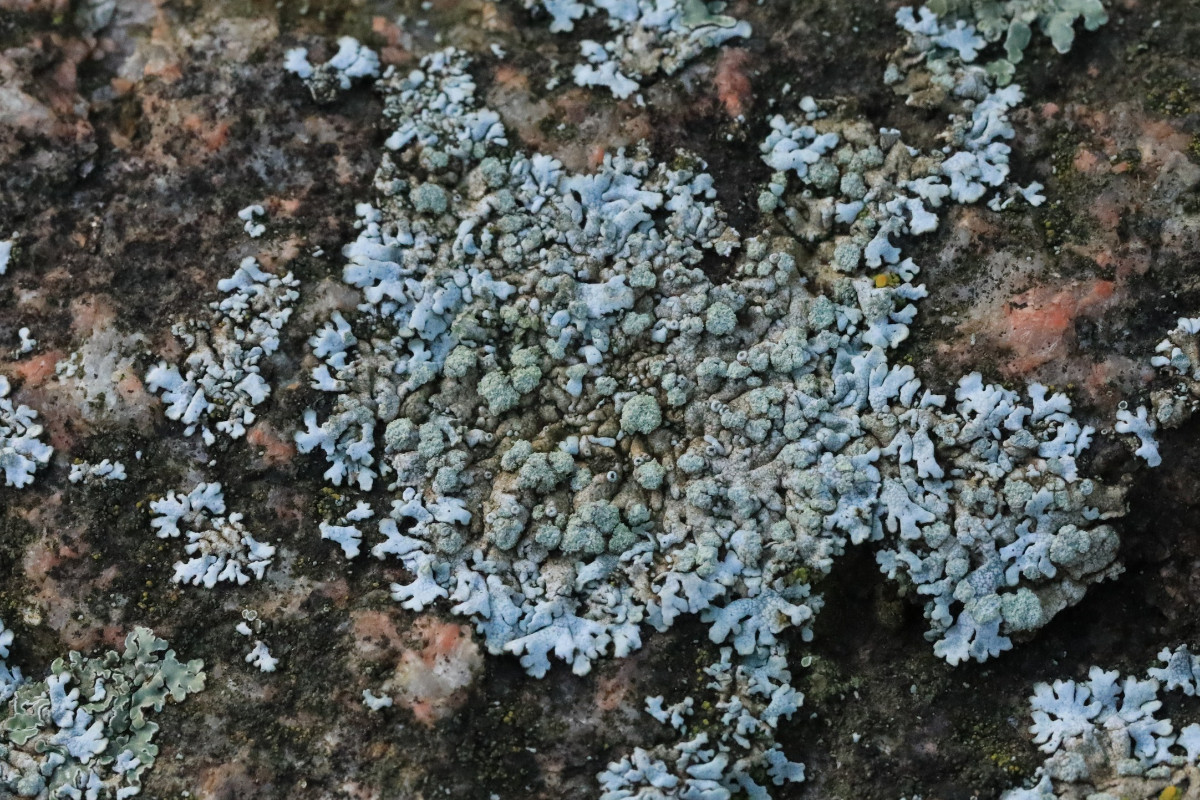 k-Physcia caesia_02.JPG