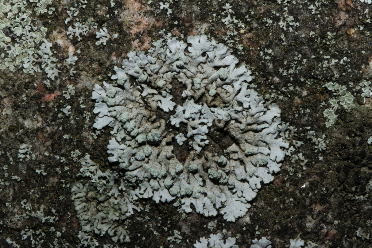 k-Physcia caesia_03.JPG