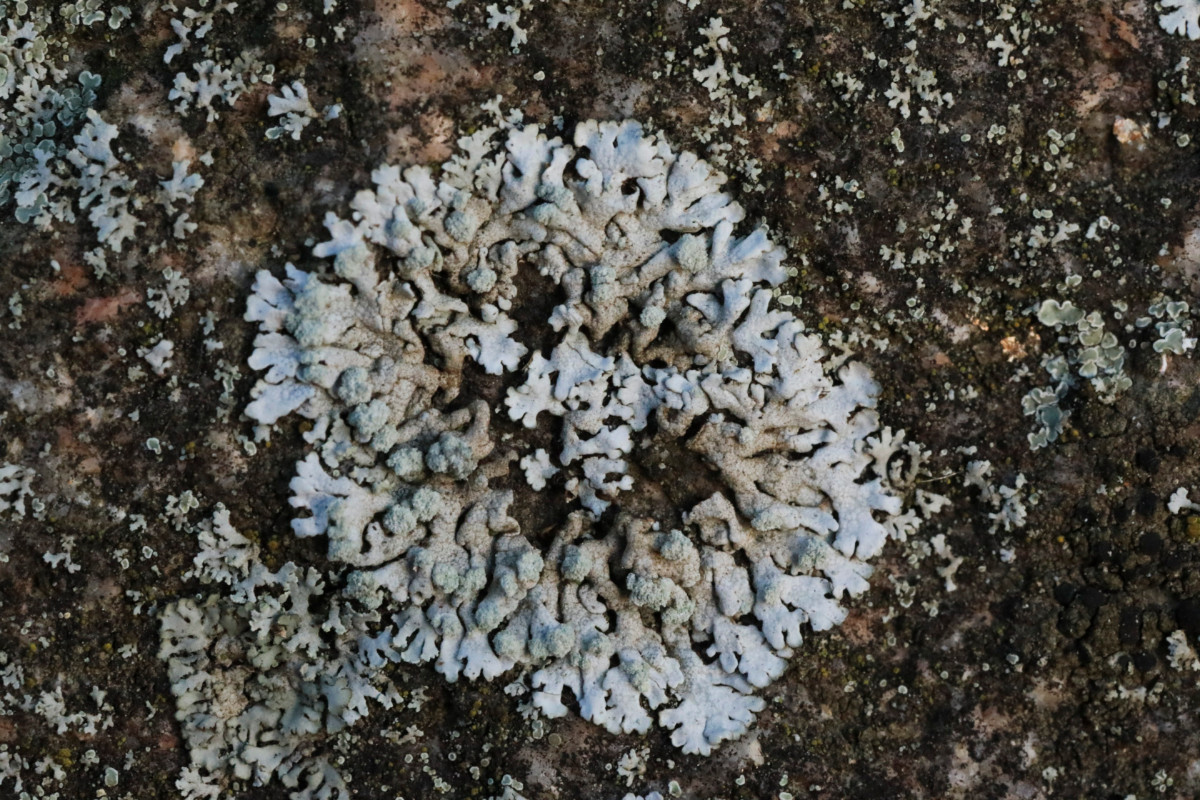 k-Physcia caesia_04.JPG