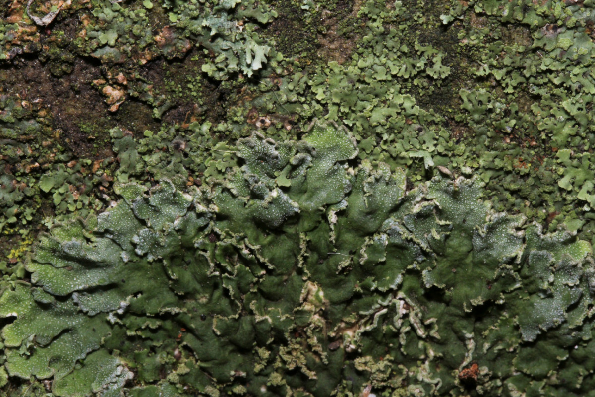 k-Physonia grisea_02.JPG