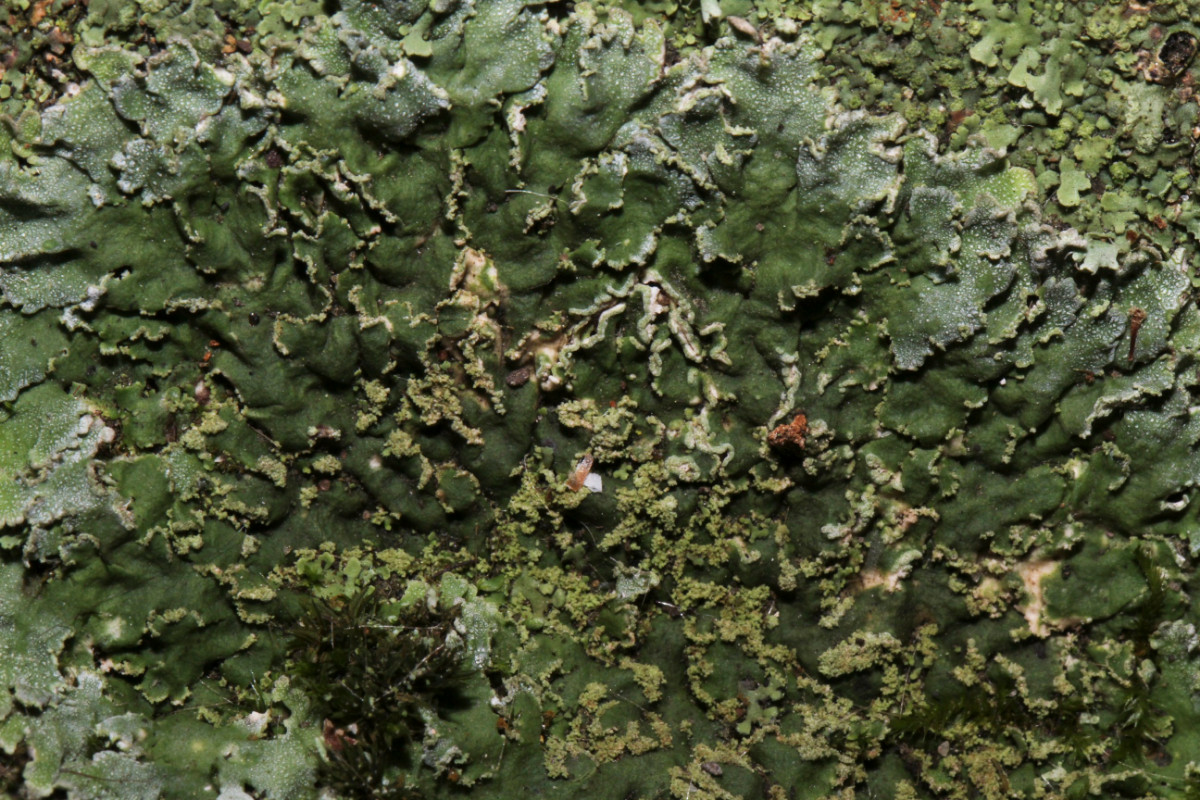 k-Physonia grisea_03.JPG