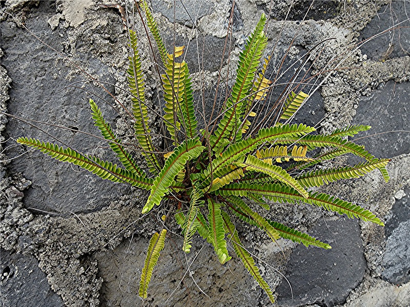 DSC00857 Schwertfarn spec., Nephrolepis spec., Ausschnitt, Helligkeit, Schärfe, klein.jpg