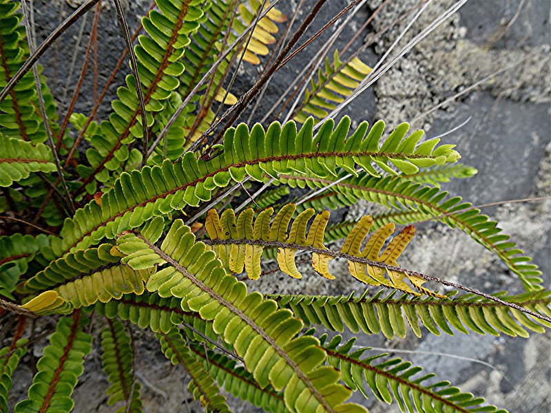 DSC00858 Schwertfarn spec., Nephrolepis spec., Helligkeit, Schärfe, klein.jpg