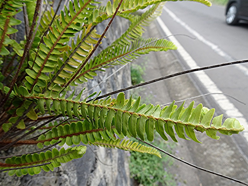DSC00859 Schwertfarn spec., Nephrolepis spec., Helligkeit, Schärfe, klein.jpg