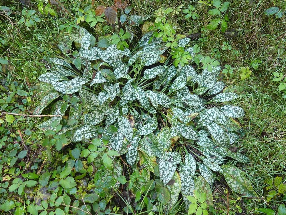 K1600_03_Pulmonaria cf saccharata 2024_12_04 Feigenhofen (2).JPG