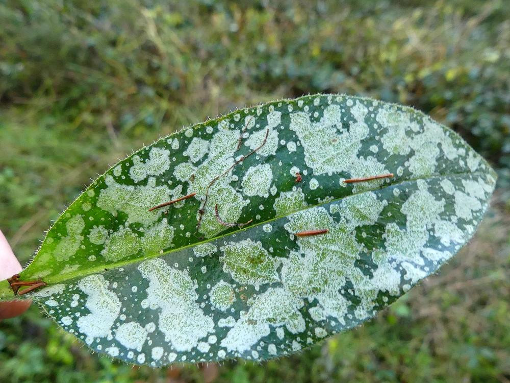 K1600_04_Pulmonaria cf saccharata 2024_12_04 Feigenhofen (3).JPG