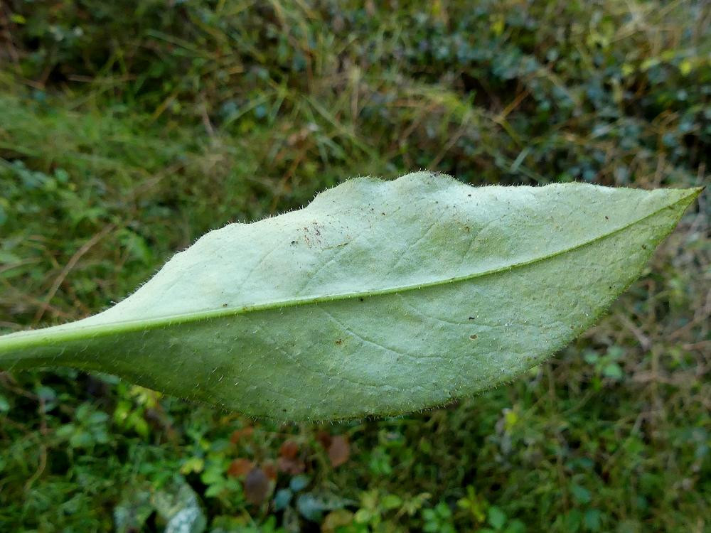 K1600_05_Pulmonaria cf saccharata 2024_12_04 Feigenhofen (4).JPG